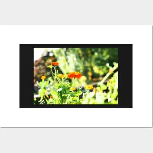 Orange and yellow flowers droplet sunshine Posters and Art